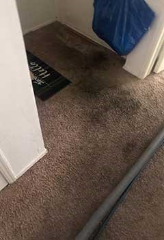 Quick Carpet Stain Removal Near Lake Balboa