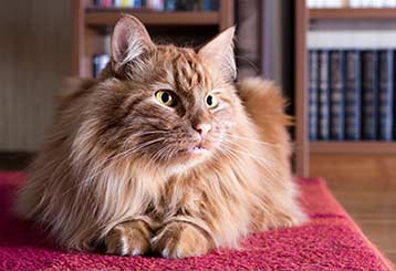 Persian Rug or Persian Cat | Encino Carpet Cleaning