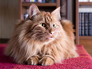Persian Rug or Persian Cat | Encino Carpet Cleaning Company