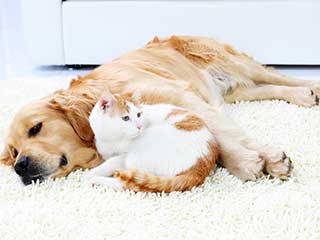 Unpleasant Odor Coming from Your Carpet | Encino Unpleasant Odor Coming from Your Carpet | Encino